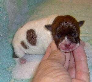 Boston Terrier Puppies for Sale